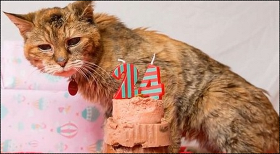 ギネスに登録された世界一の長寿ネコ　２４歳で天寿を全う　長生きの秘訣は「ケンタッキーフライドチキン」!?